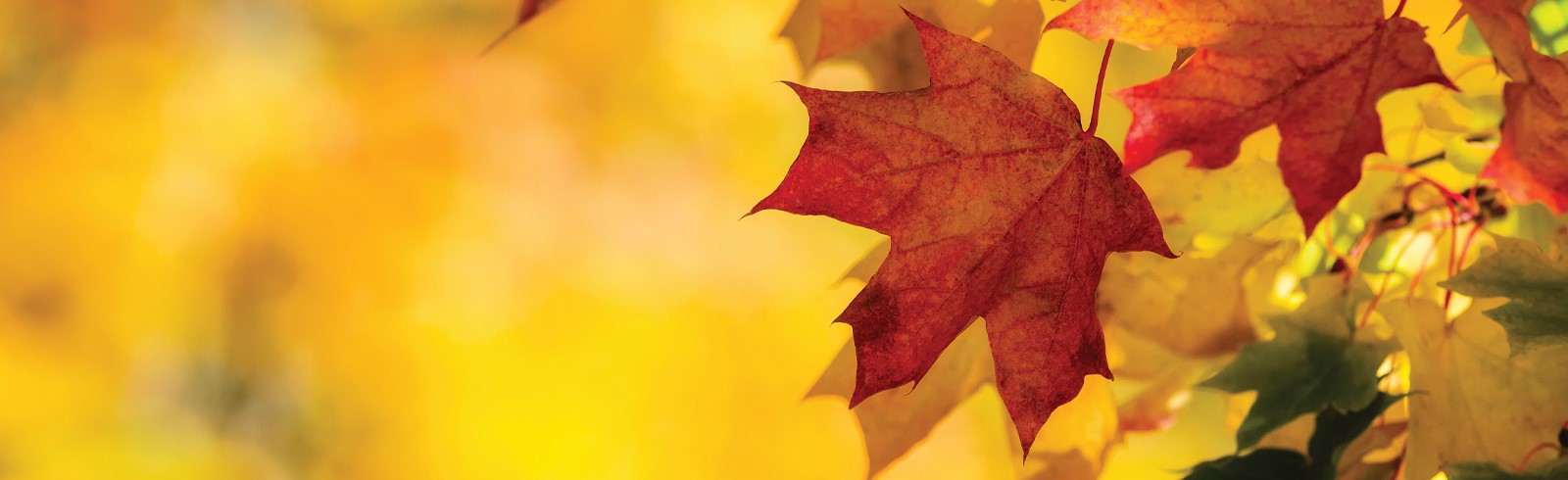 Fall Leaves